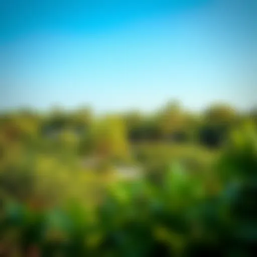 Lush greenery in a hidden park in Dubai