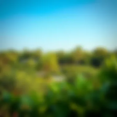 Serenity in Nature: Hidden Parks of Dubai Lush greenery in a hidden park in Dubai