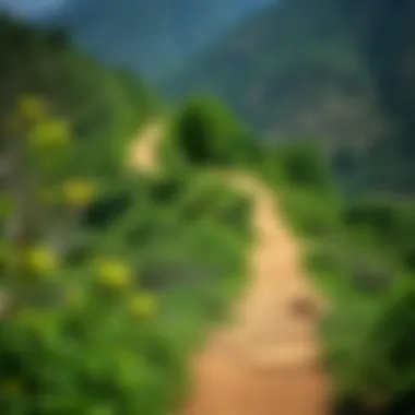 Hiking trail winding through lush greenery