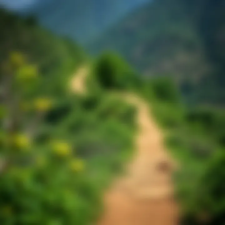 Hiking trail winding through lush greenery